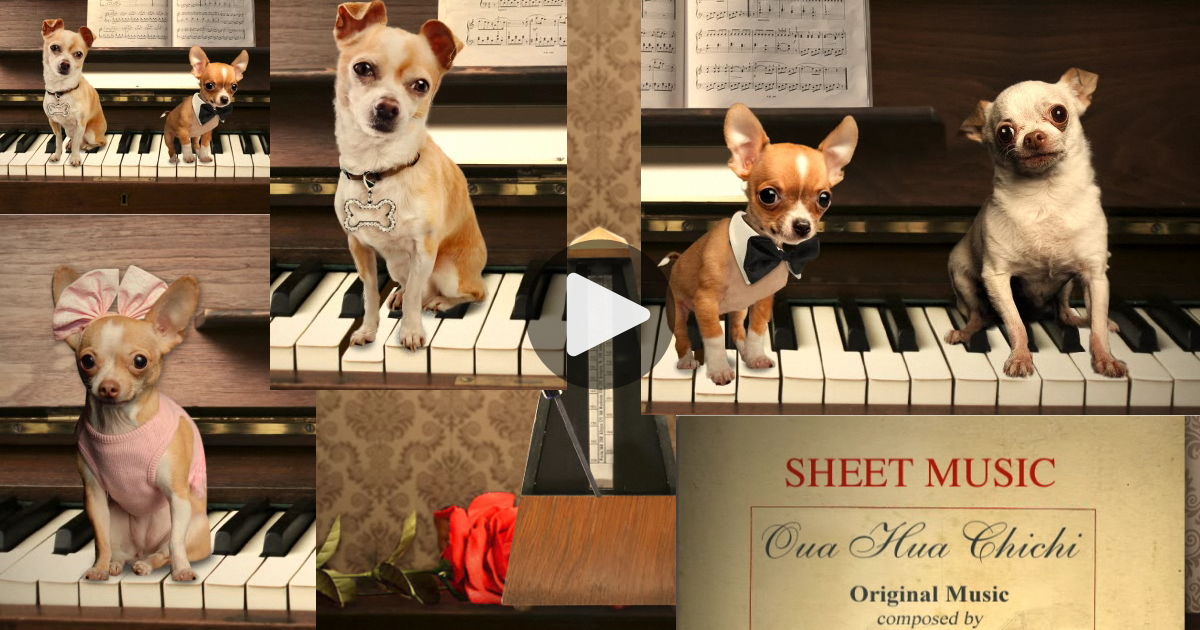 Meine Karte - Klavierstück mit Hunden