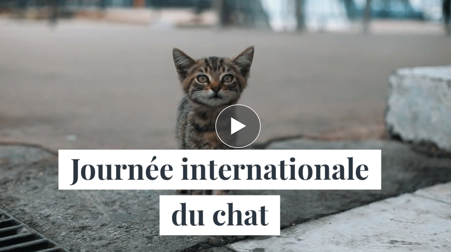 1er Aout Journee Internationale De La Petite Amie Ma carte - 8 août : journée internationale du chat