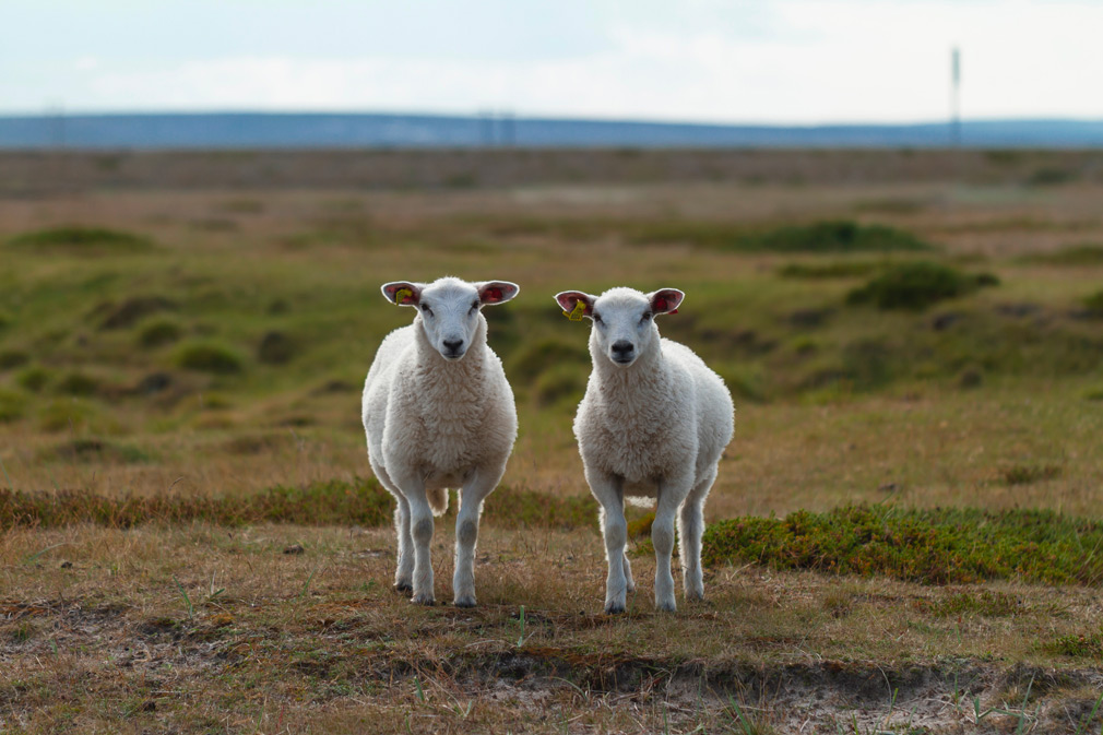 Moutons dans une prairie