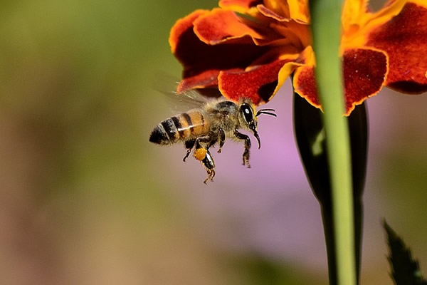 L'abeille garantit la fructification de vos arbres fruitiers