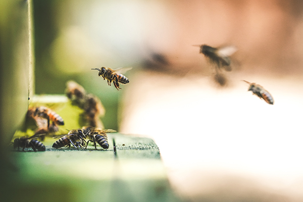 Des abeilles retournent à la ruche