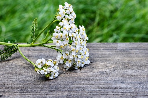 Achillée millefeuille