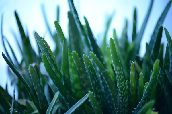 Plante d'Aloé véra