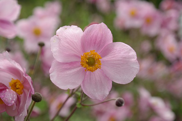 Anémone du Japon de couleur rose