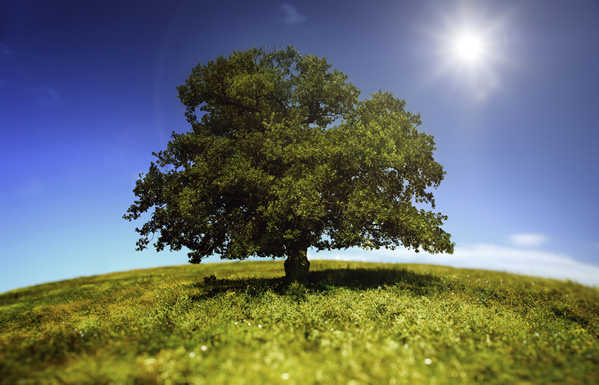 Plantes et arbres pour un air sain