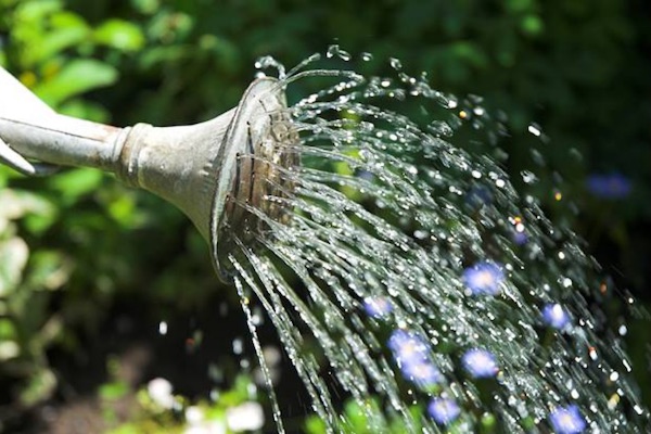 Systèmes d'arrosage: En été, ne laissez pas votre jardin et vos plantes  souffrir de la sécheresse