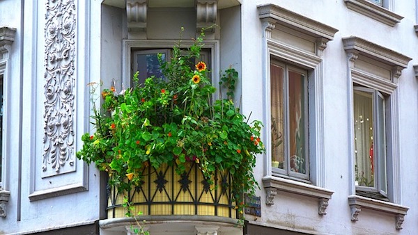 Capucines et tournesol