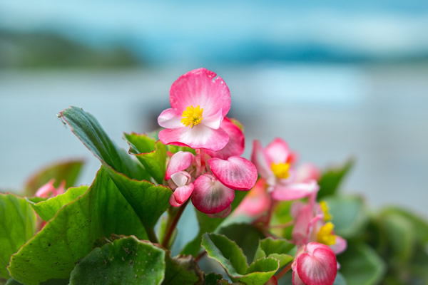 jolis begonias