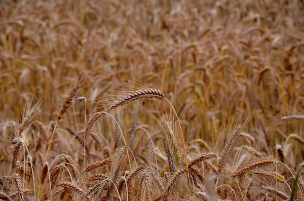 blé et farine