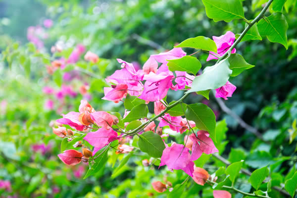 Fleurs de bougainvilliers