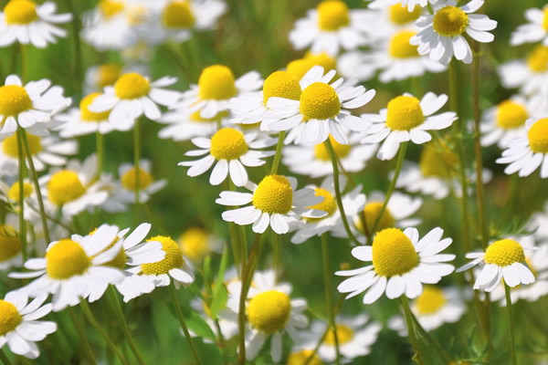 fleurs de camomille