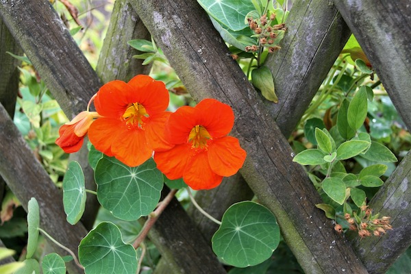 capucine au jardin