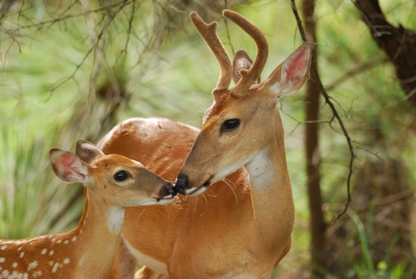 cerfs dans la forêt