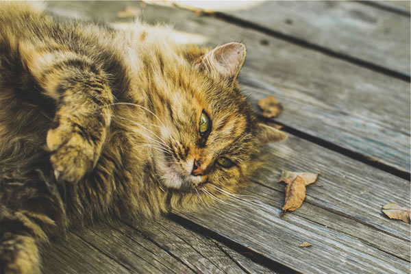 Un chat allongé sur le sol