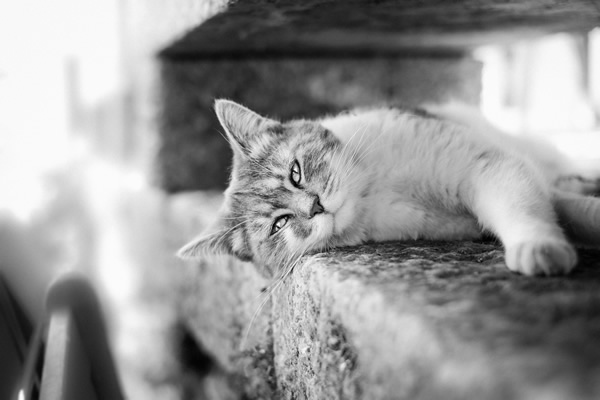 Une photo d'un chat en noir et blanc