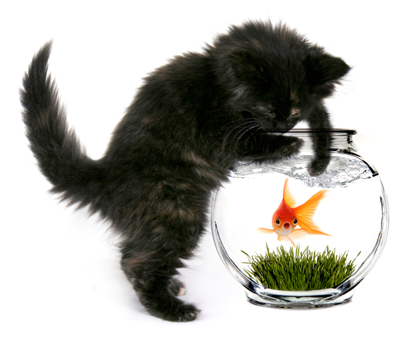 poisson d'avril : chat coquin et poisson dans un bocal