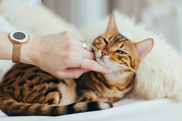 Petit câlin à un chat sur le lit