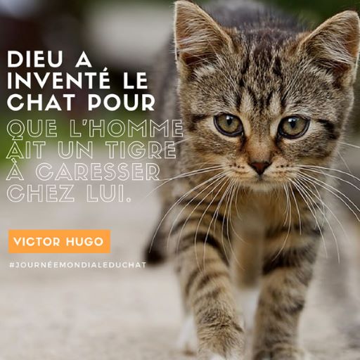 Citation de Victor Hugo sur les chats