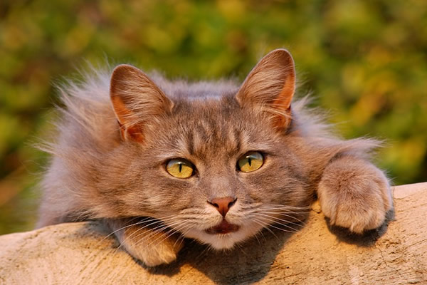 Magnifique chat aux yeux dorés