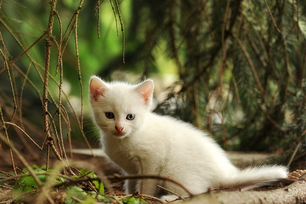 Citations Sur Les Chats