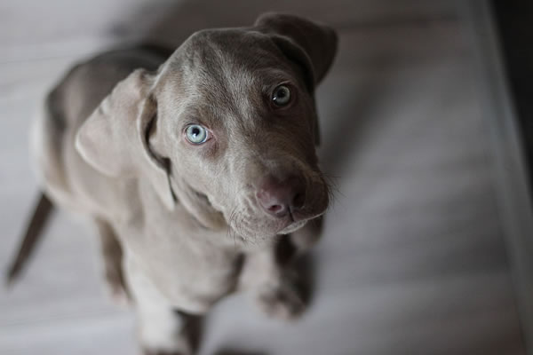 Très beau chien