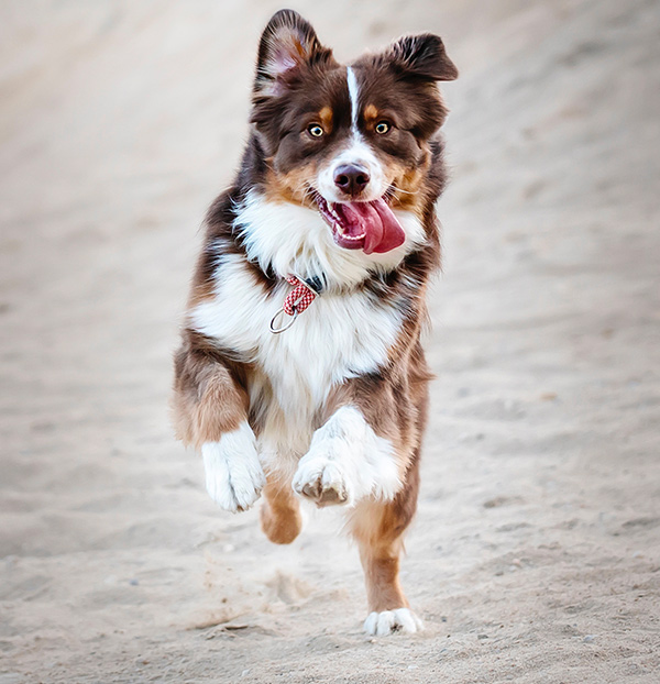 Un chien heureux qui court