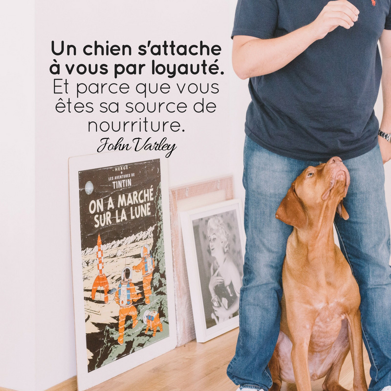 Un chien s'attache à vous par loyauté. Et, d'un point de vue pragmatique, parce que vous êtes sa source de nourriture.