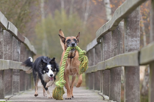 Chiens jouant ensemble