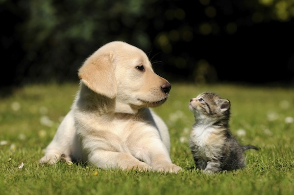 Protégeons les animaux !