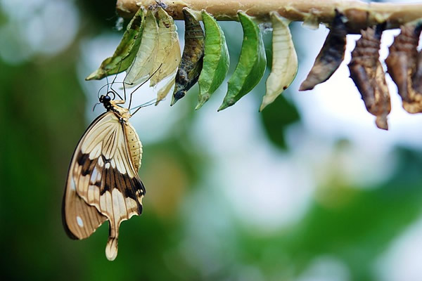 Chrysalide dans son cocon