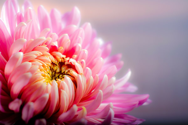 Bouquet de chrysanthèmes roses