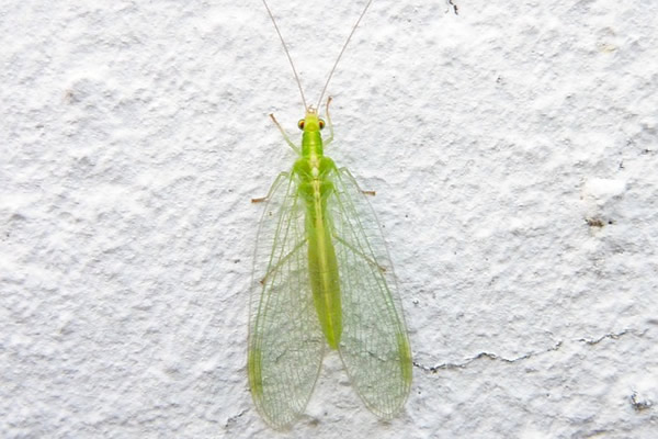 La chrysope est un bon allié au jardin puisque cet insecte se régale de pucerons