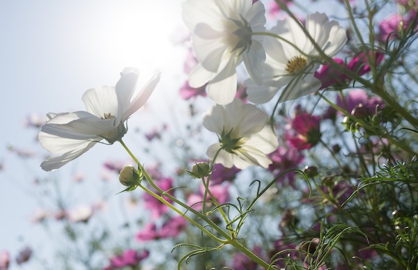 Cosmos au jardin