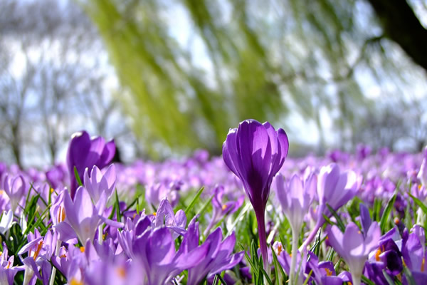 crocus au jardin