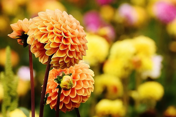 Des dahlias oranges