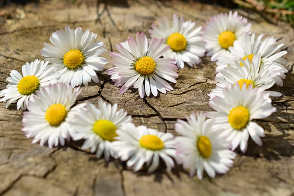 paquerettes formant un coeur