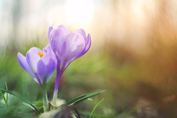 Crocus violet