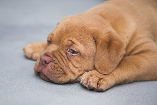 Chien de race Dogue