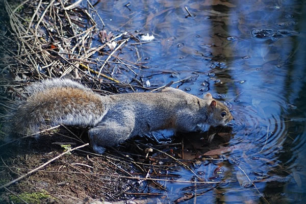 écureuil buvant de l'eau à la rivière