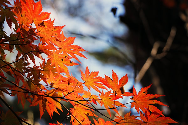 érable au feuillage roux en automne