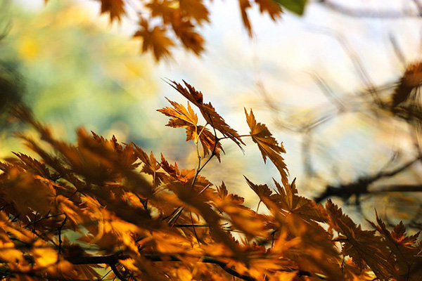 Feuilles mortes