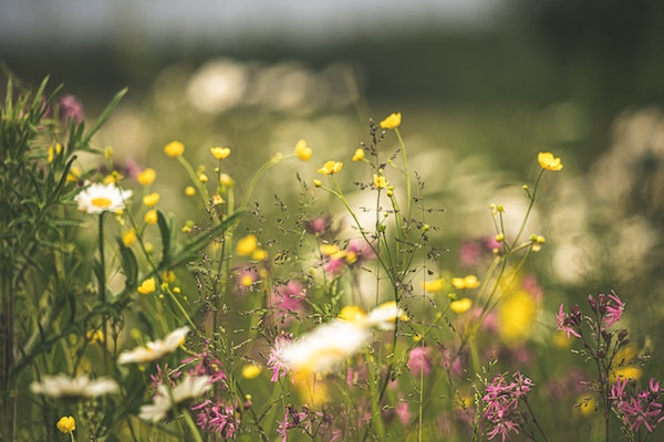 Des fleurs jaunes