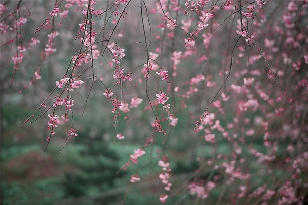 Des fleurs de cerisier