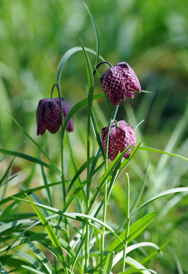 Fritillaire de printemps