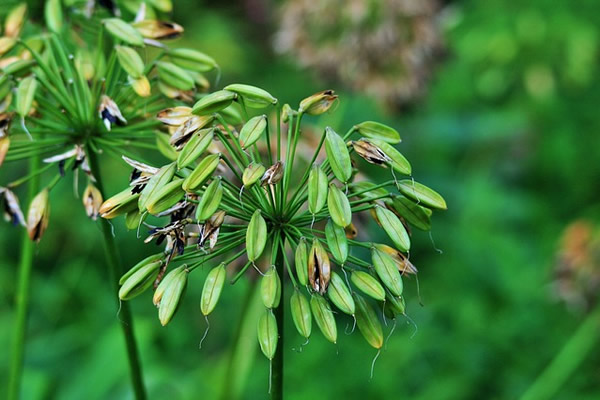 Agapanthes montés en graine