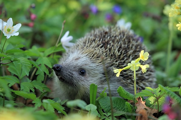 Mignon hérisson mange les limaces et escargots du jardin