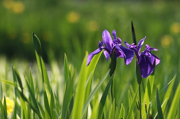 Iris violets