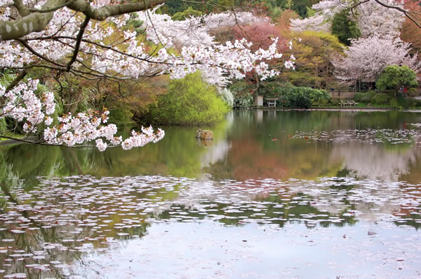 Jardin japonais, pont