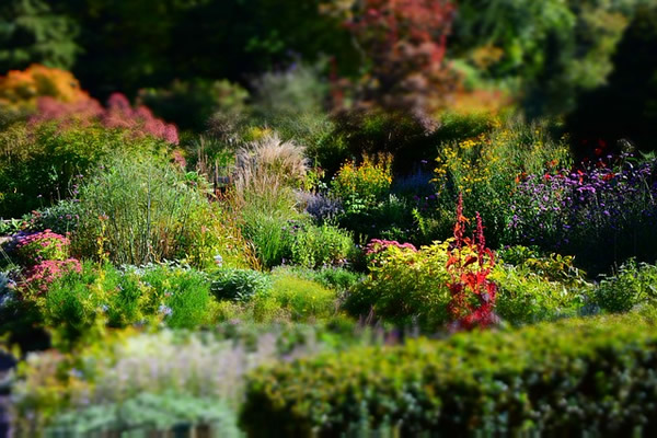 Vivaces dans le jardin