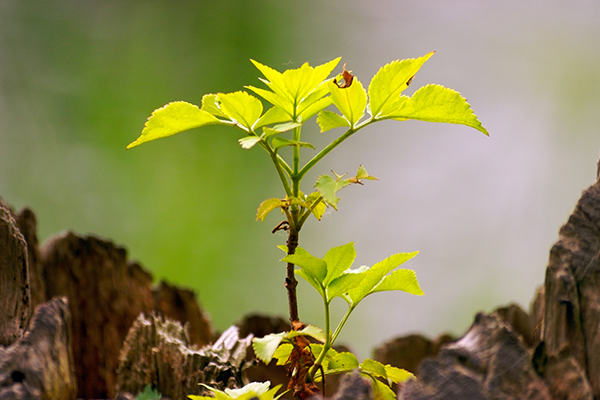 Jeune arbre